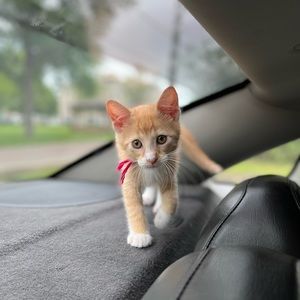 Meet your Posher, Yani aide